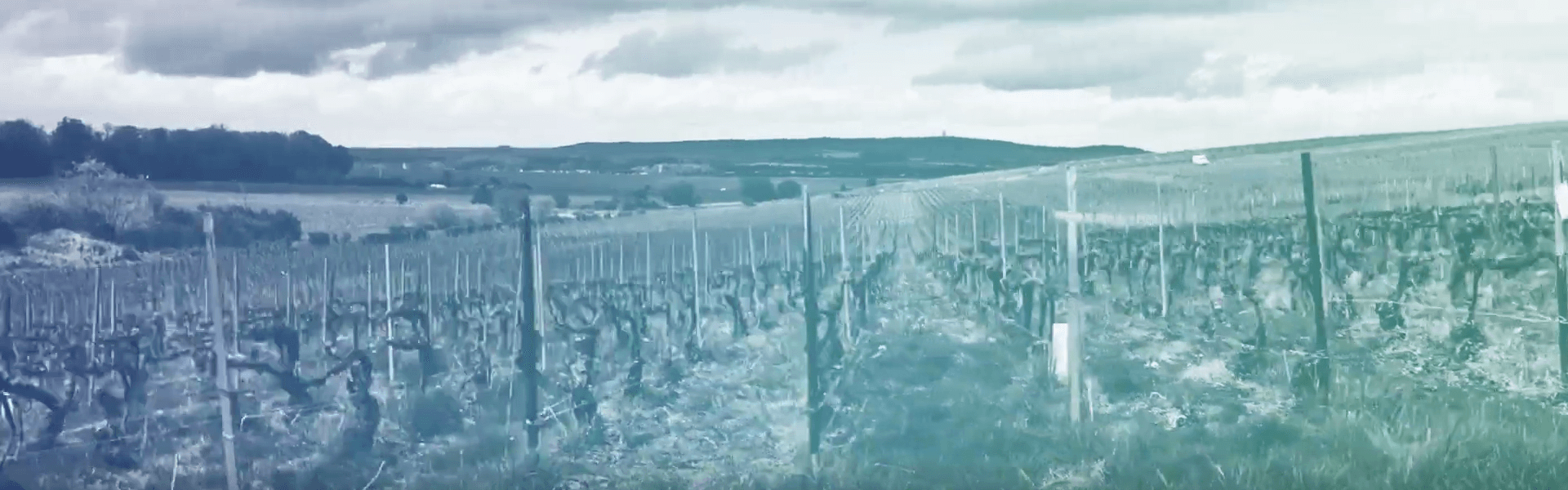 Photographie d'une champs de vigne avec un léger dégradé bleu